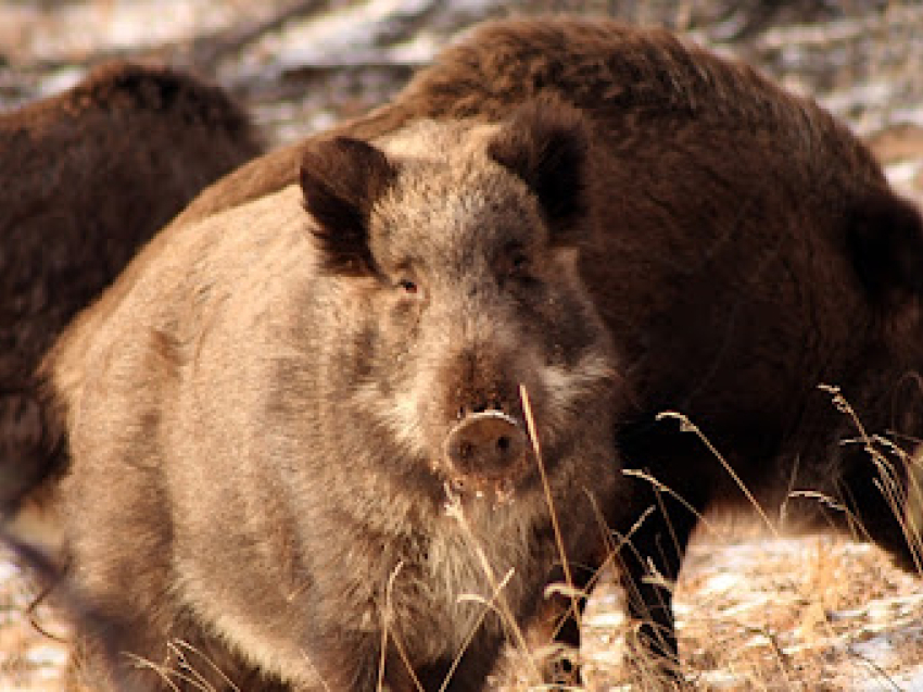 В Забайкалье завершается сезон охоты на кабана, лисицу, зайца, соболя, рысь, росомаху и птицу